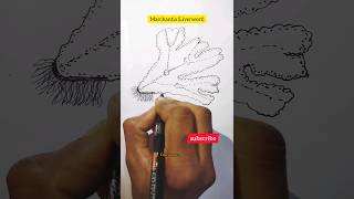 Marchantia diagramLiverwortshorts viral ytshorts drawing diagram viralvideostudydailylearn [upl. by Koa180]