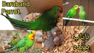 Superb Parrot Barraband Parrot complete information Breeder pair for sale at Birds planet Official [upl. by Modla96]