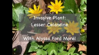 Invasive Plant Lesser Celandine [upl. by Nileuqaj]