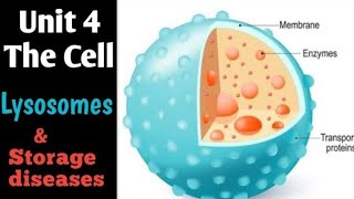 Lysosomes amp Storage diseases Class 11  Lysosomes Structure amp Function Biology Cell Biology [upl. by Eerac]