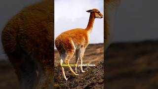 Vicuña The Golden Fleece of the Andes  Rare Wildlife amp Animal Conservation [upl. by Edveh812]