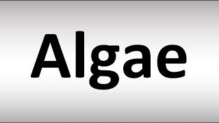 How to Pronounce Algae [upl. by Nerral]