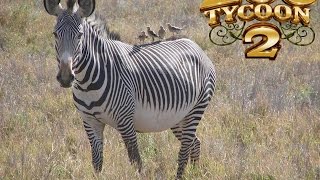 Zoo Tycoon 2Grèvys Zebra Exhibit Tutorial [upl. by Malcolm]