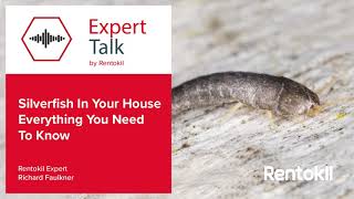 Silverfish In Your House Everything You Need To Know [upl. by Rinaldo]