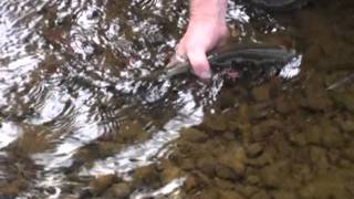 Fly Fishing Montanas Monture Creek [upl. by Ellga]