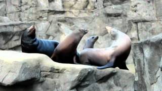 Raucous Barking California Sea Lions [upl. by Layol56]