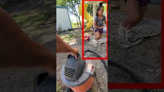 Vacuum vs Wasps How to Relocate a Deadly Nest insects wasps [upl. by Aket774]