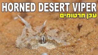 עכן חרטומים Horned Desert Viper Cerastes cerastes [upl. by Cavan]