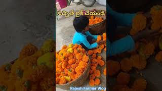 banthi sagu trindingshorts ytshorts youtubeshorts shortsyoutube vlogs Rajesh Farmer Vlogs [upl. by Enhpad611]