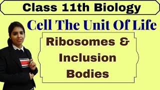 Ribosomes and Inclusion bodies  Cell The Unit Of Life  NCERT  Biology  Class 11  Part1 [upl. by Asaret]