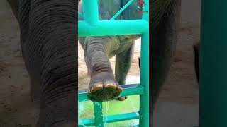 The elephant knows its feet are unclean so the elephants feet are being cleaned elephant [upl. by Norved]