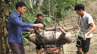 Selling the biggest wild boar Robert  Green forest life [upl. by Nuahsal]