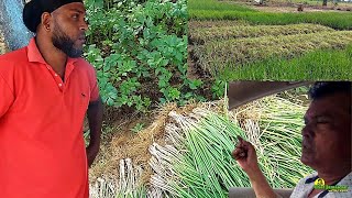 LARGE SCALE SHALLOTS amp CELERY FARM IN BERBICE GUYANA [upl. by Retsevlis]