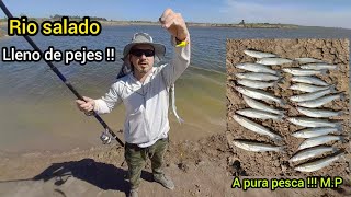 Pesca de pejerrey en rio salado Mucho pejerrey en esta parte del salado [upl. by Dorice337]