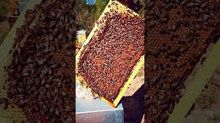 Lapiculture fun apiculture beekeeper bee farming beekeeper beekeeping [upl. by Oigimer]