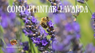 Como plantar lavanda em vaso [upl. by Eseerahs320]