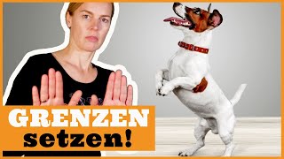 In der Hundeerziehung Führung übernehmen I Dem Hund richtig Grenzen setzen I Frustrationstoleranz [upl. by Thamora]