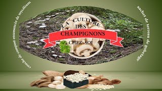 récolte des champignons en kit chez soi [upl. by Stanway41]