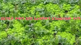 Anchor Media በአንዲት ቀጭን ሲባጎ ገመድ እራሳቸውን አንጠልጥለው ተገኙ። [upl. by Ong]