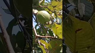 Common guava  psidium guajava  पेरू shorts nature youtubeshorts ytshorts [upl. by Riem]