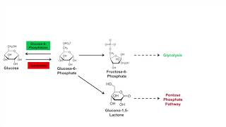 Glycogen Synthesis Glycogenesis Pathway [upl. by Enajiram616]