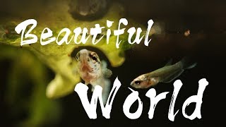 A Beautiful Betta Fish World  Its a Beautiful World [upl. by Ardek]