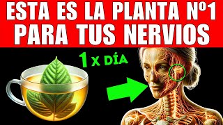 PLANTA 1 que MEJORA tus NERVIOS CÓMO TOMARLA [upl. by Flann]