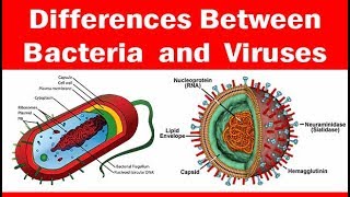 Viruses vs Bacteria  Whats The Difference [upl. by Aneret27]