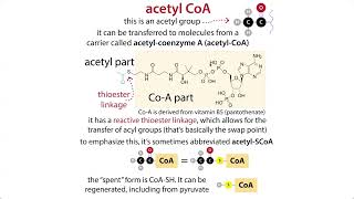 The Citric Acid Cycle aka TCA Krebs amp pyruvate oxidative decarboxylation chemistry amp context [upl. by Landes]