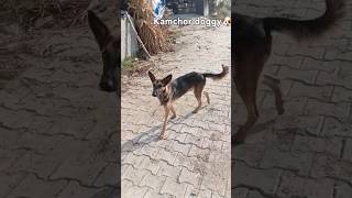 Kaamchor doggy🐶 in my home 😱😒shortvideo funny funwithsimba comedyvideos comedy shorts short [upl. by Chet]