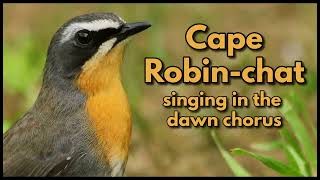 CAPE ROBINCHAT singing in the early dawn chorus [upl. by Noraed]