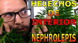 Cómo cuidar los helechos de interior helechos rizados o helecho espada Género Nephrolepis [upl. by Akeihsat803]