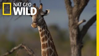 Giraffes 101  Nat Geo Wild [upl. by Aneras]