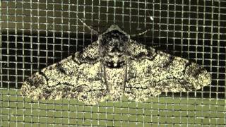 Peppered Moth Geometridae Biston betularia [upl. by Nwahsak822]