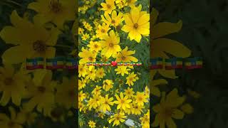 Beautiful Flowers Adey Abeba አደይ ሲፈነዳ Ethiopia🇪🇹 [upl. by Lledner]