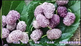 桑葚，最好的天然：花青素，抗氧化剂，矿物质，维生素来源 [upl. by Llevram]