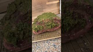 5lb Bonein Prime Rib carnivorediet [upl. by Nodnorb]