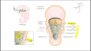 Thyroid Gland complete lecture part 2 in Hindi and urdu [upl. by Arakaj]