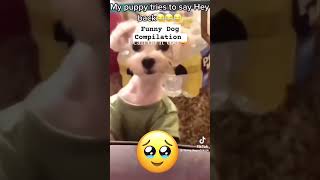 Funny dog compilation Credit Funny Dogs of TikTok dogs dogsoftiktok dogshorts dog [upl. by Nimaj]