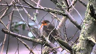 New Fujifilm FinePix S1 Zoom 2014 Where is the Robin [upl. by Ennairrek]