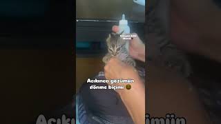 Afiyet olsun kuzum 😻 catvideos cat kedisesi kedi 🎥betulbet [upl. by Kcireddor]