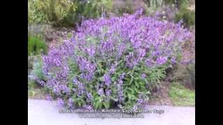 Salvia officinalis Kitchen Sage Garden Sage [upl. by Snah451]