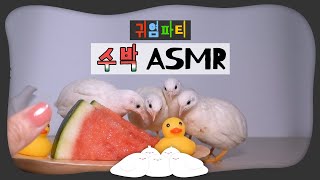 메추리ASMR 귀욤파티 수박먹방 [upl. by Kinata193]