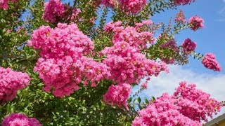 13 Types of Crape Myrtle to Grow Your Garden [upl. by Dnomrej399]