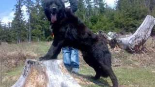 Ciobanesc Romanesc Corb  Romanian Raven Shepherd [upl. by Baxter]