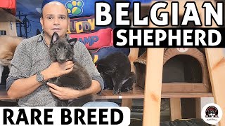 Belgian Shepherd Puppies  All About Rare Dog Breed  Funny amp Cute Puppies Video  Baadal Bhandaari [upl. by Kelson]