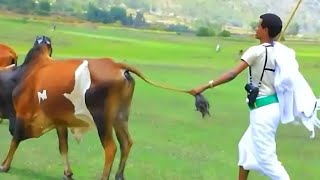 Haile Mergeta ወዲ መርጌ ደስ ኣነቐንቑ፣ ሰብ ኣዕብዱnew amazing newmusic raya wedding wedwejerat [upl. by Chryste]