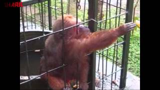 Ghetto Monkey Eating Bananas Funny Voiceover [upl. by Kraul]