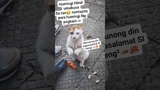 ang galing no miming petlover cat [upl. by Maher301]