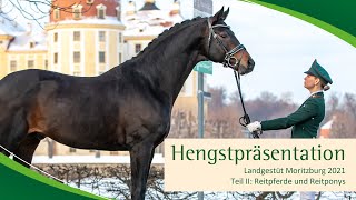 Hengstpräsentation Moritzburg Reitpferde und Reitponys [upl. by Nodnil997]